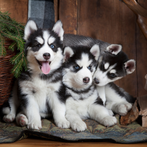Siberian Husky Puppy