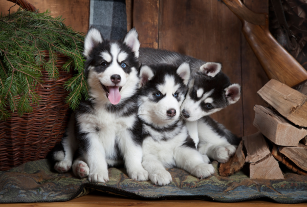Siberian Husky Puppy