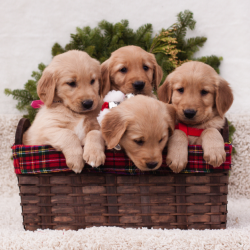 Golden Retriever Puppy