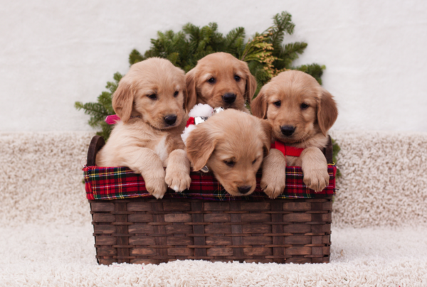 Golden Retriever Puppy