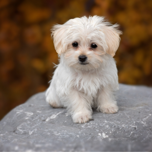 Maltese Puppy