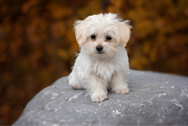 Maltese Puppy